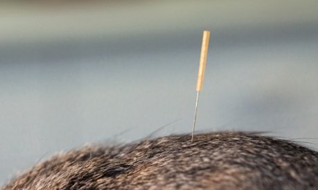 Kleintierpraxis Wischer - Akupunktur