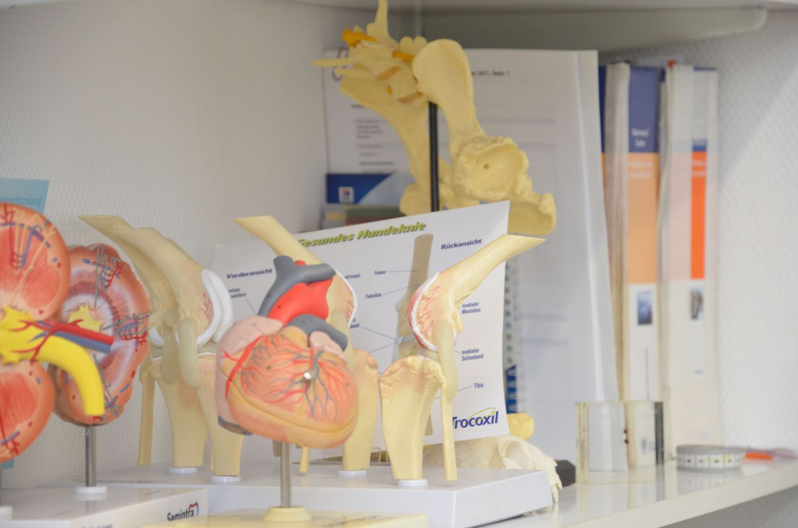 Eine reihe an Körpermodellen